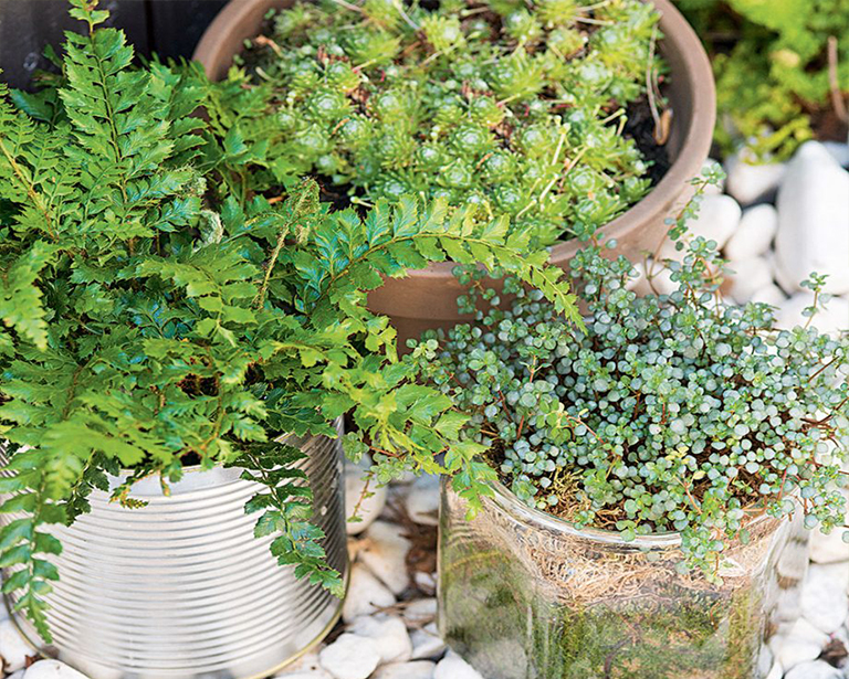 簡單低維護的植物花園創意就可改變您的戶外空間（三）