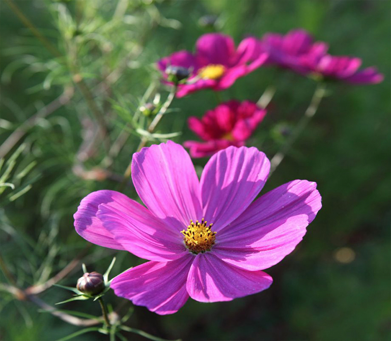 2021年植物花園主要外觀和必備品裝飾發(fā)展趨勢(shì)（上）