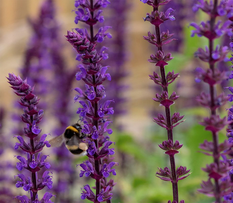 2021年植物花園主要外觀和必備品裝飾發(fā)展趨勢(shì)（中）