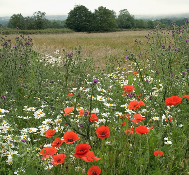2021年植物花園主要外觀和必備品裝飾發(fā)展趨勢(shì)（下）