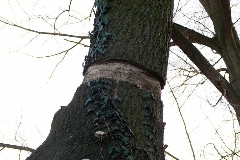 仿真樹(shù).jpg 仿真樹(shù)