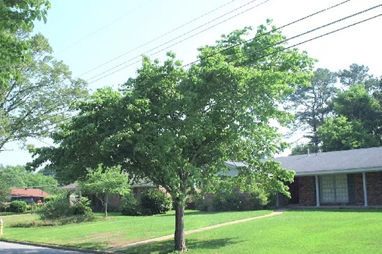 仿真樹(shù).jpg 仿真樹(shù)