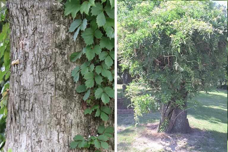 仿真樹(shù).jpg 仿真樹(shù)