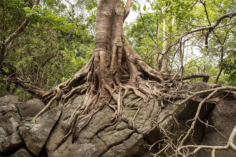 仿真樹(shù).jpg 仿真樹(shù)