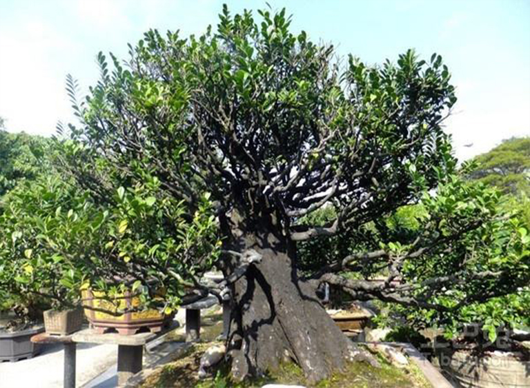 仿真樹.jpg 仿真樹