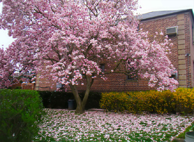 仿真樹.jpg 仿真樹
