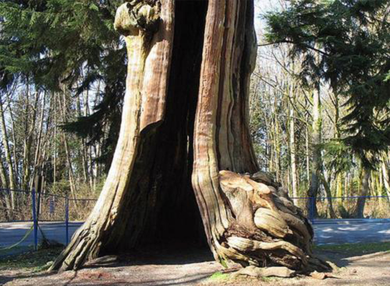 仿真樹.jpg 仿真樹