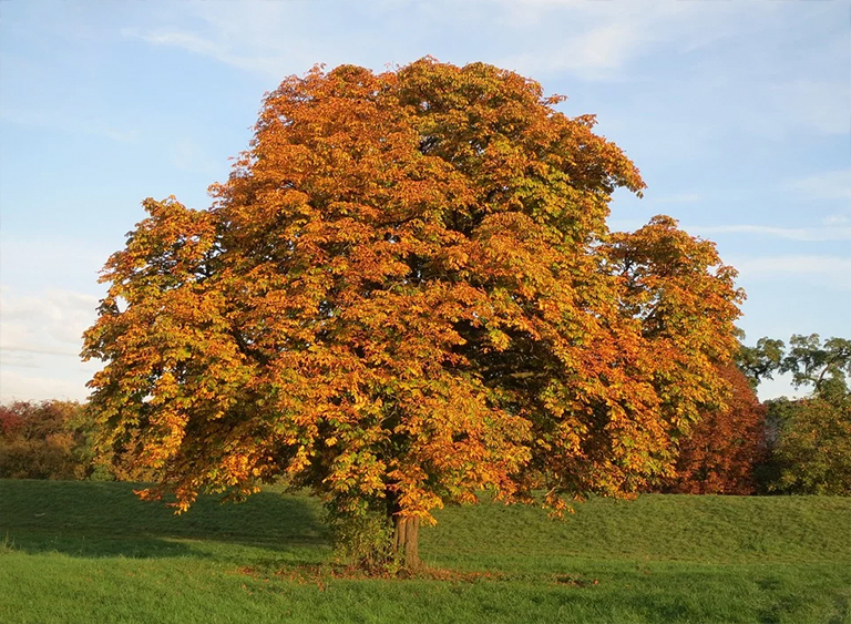 仿真樹.jpg 仿真樹