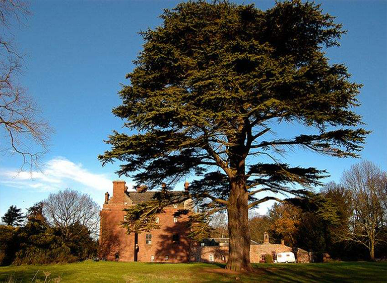 仿真樹.jpg 仿真樹