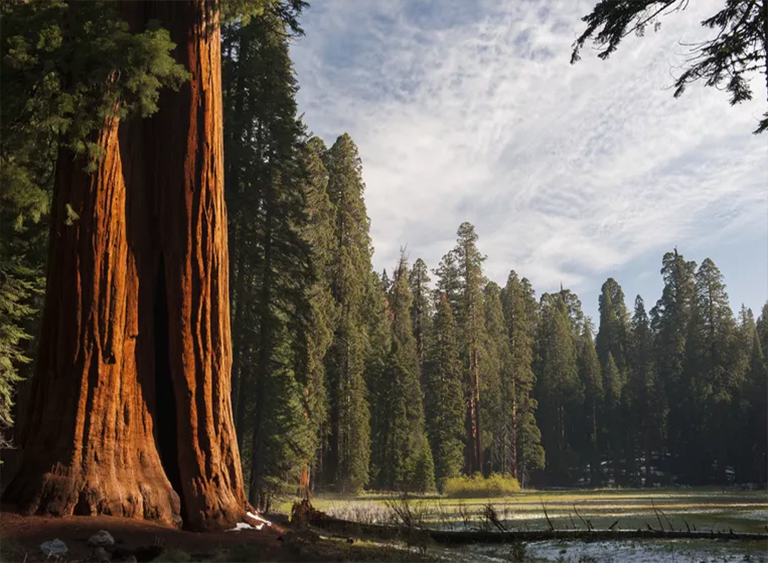 仿真樹.jpg 仿真樹