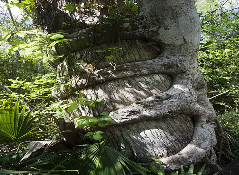 仿真樹.jpg 仿真樹