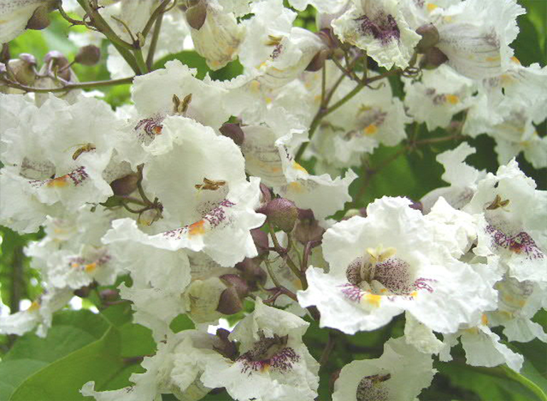 Catalpa bignonioides.jpg Catalpa bignonioides