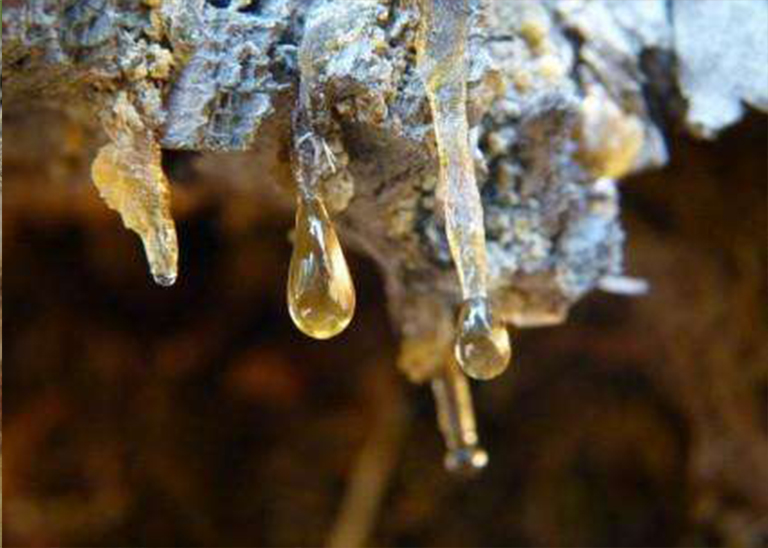 仿真樹(shù).jpg 仿真樹(shù)