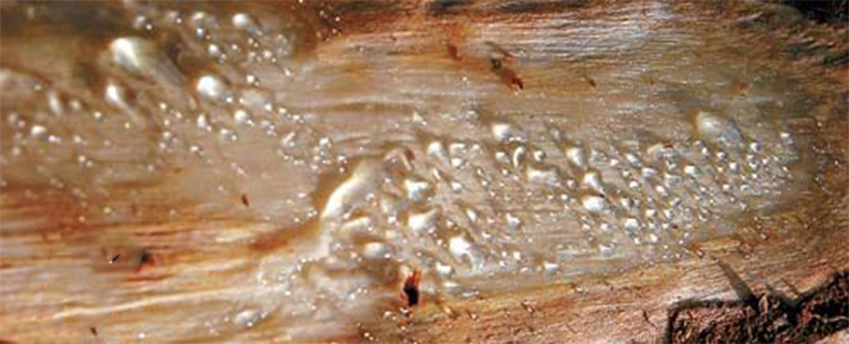 仿真樹(shù).jpg 仿真樹(shù)