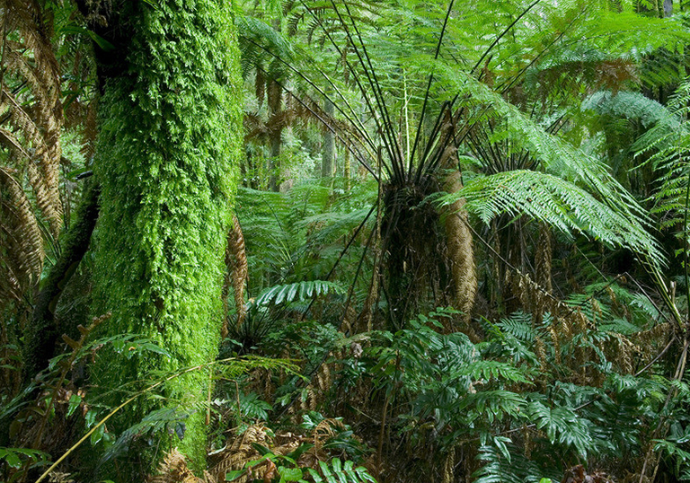 熱帶雨林.jpg 熱帶雨林