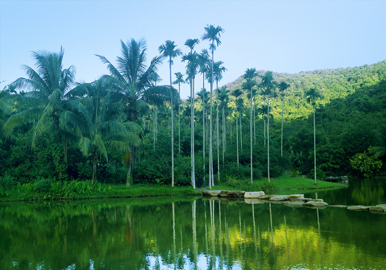 熱帶雨林.jpg 熱帶雨林