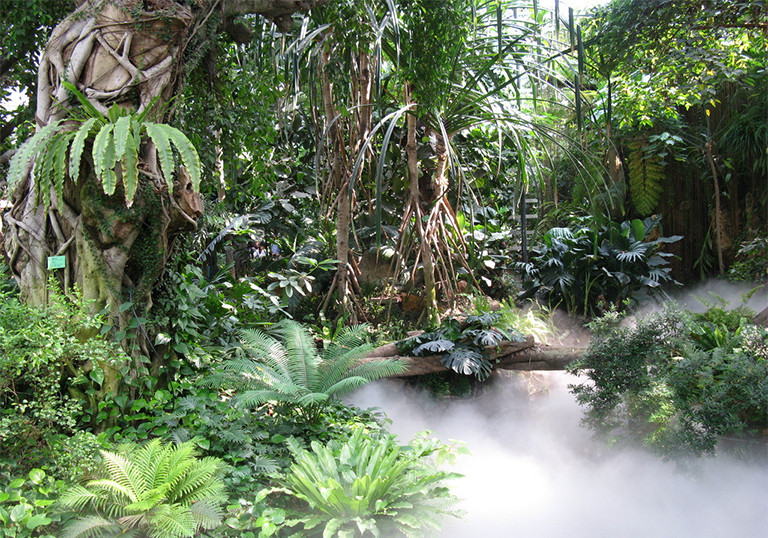 熱帶雨林.jpg 熱帶雨林