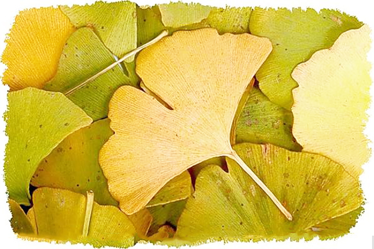 蠟紙壓榨葉子.jpg 蠟紙壓榨葉子