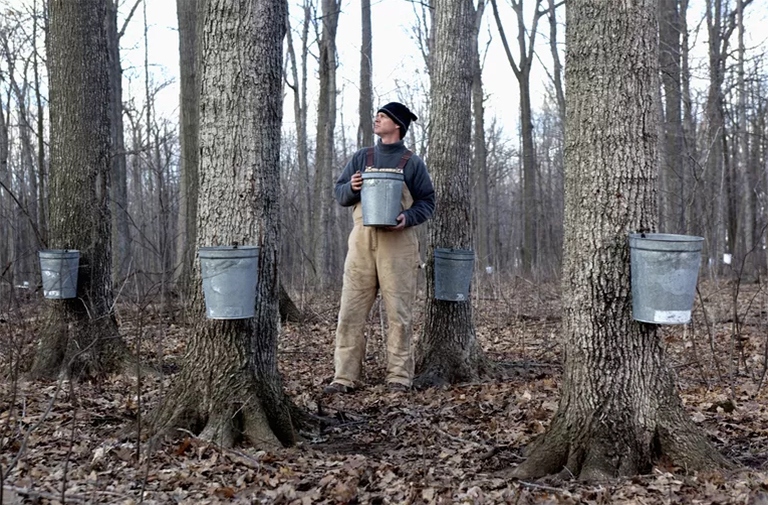 楓糖漿.jpg 楓糖漿