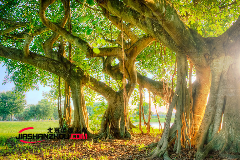 仿真樹.jpg 仿真樹